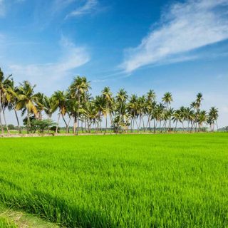 The Temple Trail - Ottapalam